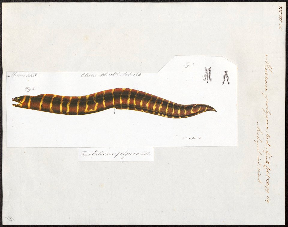 Muraena polyzona - 1864 - Print - Iconographia Zoologica - Special Collections University of Amsterdam - UBA01 IZ15300158