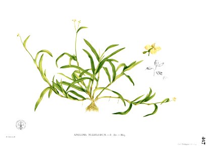Murdannia nudiflora Blanco2.467
