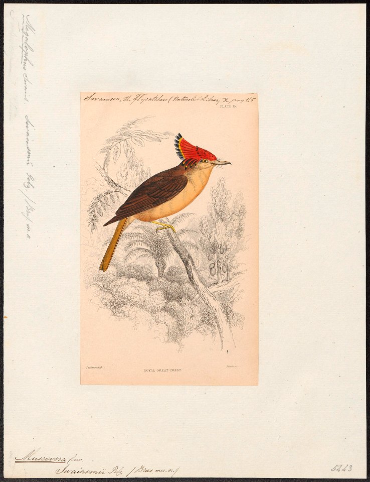 Muscivora swainsonii - 1838 - Print - Iconographia Zoologica - Special Collections University of Amsterdam - UBA01 IZ16500325