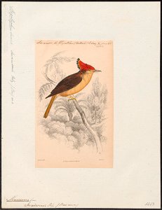 Muscivora swainsonii - 1838 - Print - Iconographia Zoologica - Special Collections University of Amsterdam - UBA01 IZ16500325