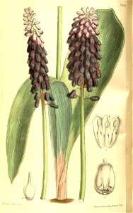 Muscari latifolium