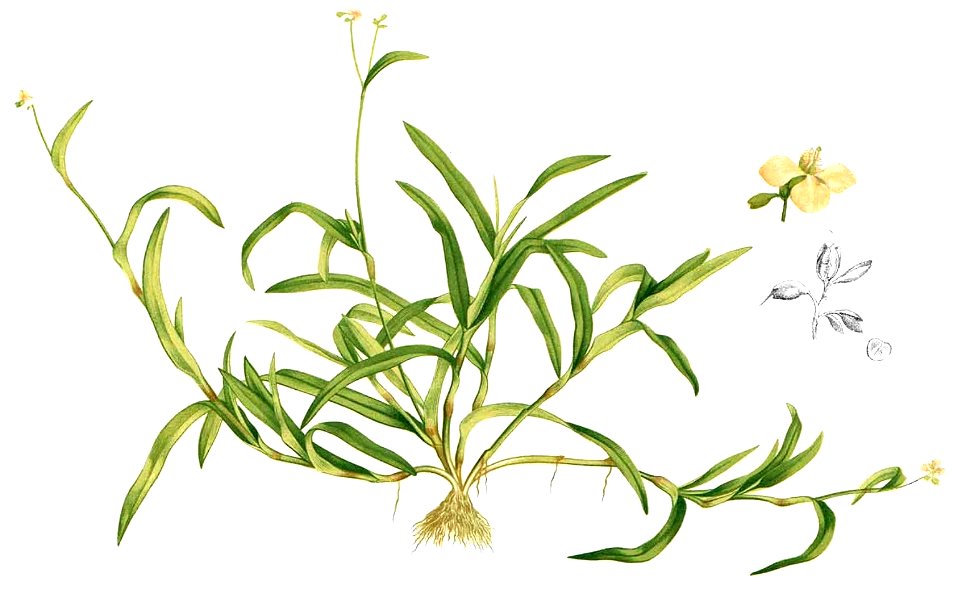 Murdannia nudiflora Blanco2.467-cropped