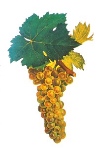 Muscat blanc à petits grains Viala et Vermorel