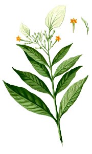 Mussaenda grandiflora Blanc1.58-cropped