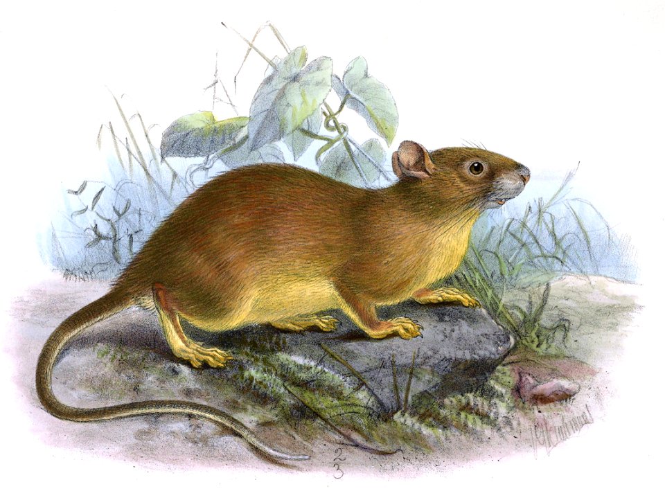 Mus bowersi Keulemans