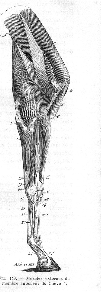 MusclesMbreCranExtChevalChauveau1890CM