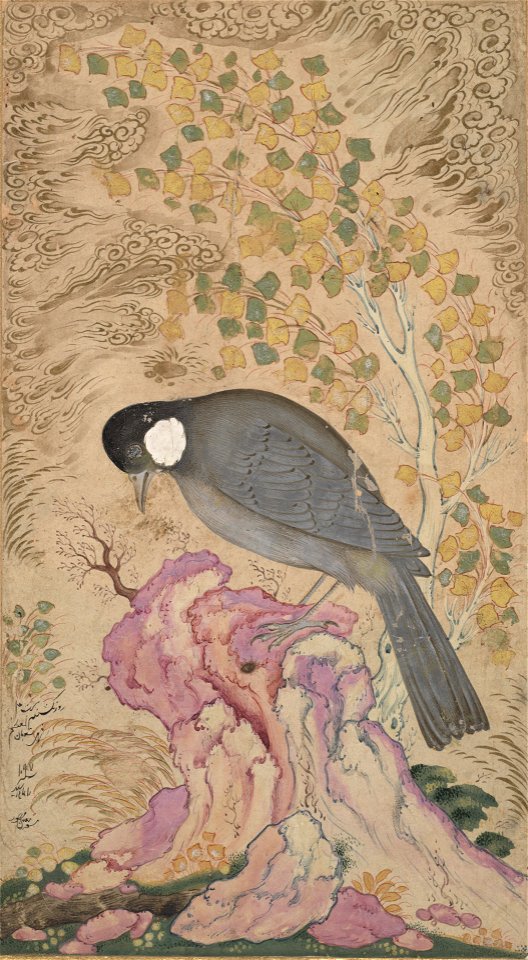 Mu’in Musavvir - White-Eared Bulbul Perched on a Pink Rock - 2001.138.9 - Yale University Art Gallery