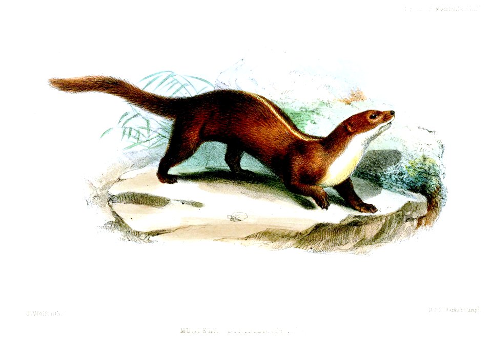 MustelaStrigidorsaWolf
