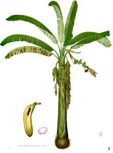 Musa paradisiaca Blanco1.88