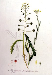 Myagrum dentatum — Flora Batava — Volume v8