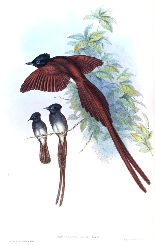 MuscipetaInceiGould