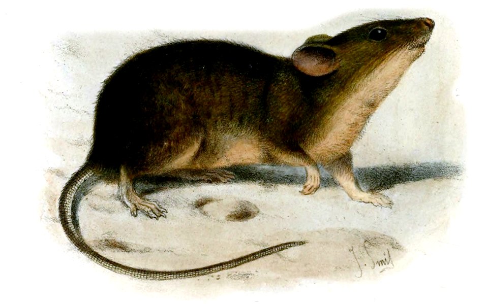 MusMuralisSmit