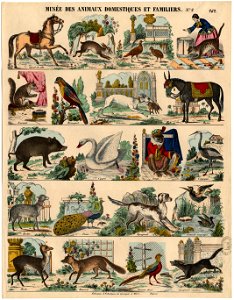 Musée des animaux domestiques et familiers FIE IPO 025