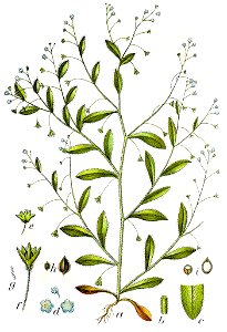 Myosotis sparsiflora Sturm20