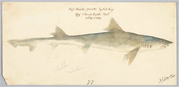 Mustelus antarcticus by Frank Edward Clarke