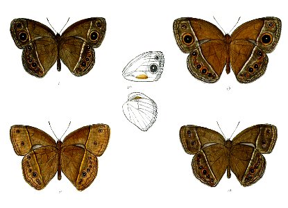Mycaelis visala andamana 66 1