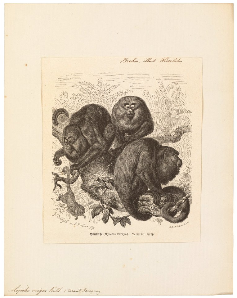 Mycetes niger - 1879 - Print - Iconographia Zoologica - Special Collections University of Amsterdam - UBA01 IZ20200146