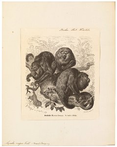 Mycetes niger - 1879 - Print - Iconographia Zoologica - Special Collections University of Amsterdam - UBA01 IZ20200146