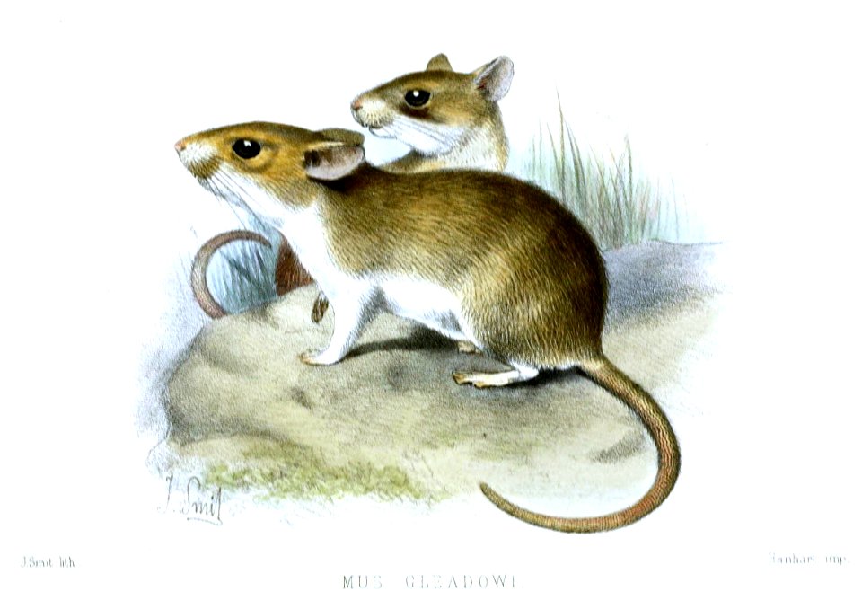 MusGleadowiSmit