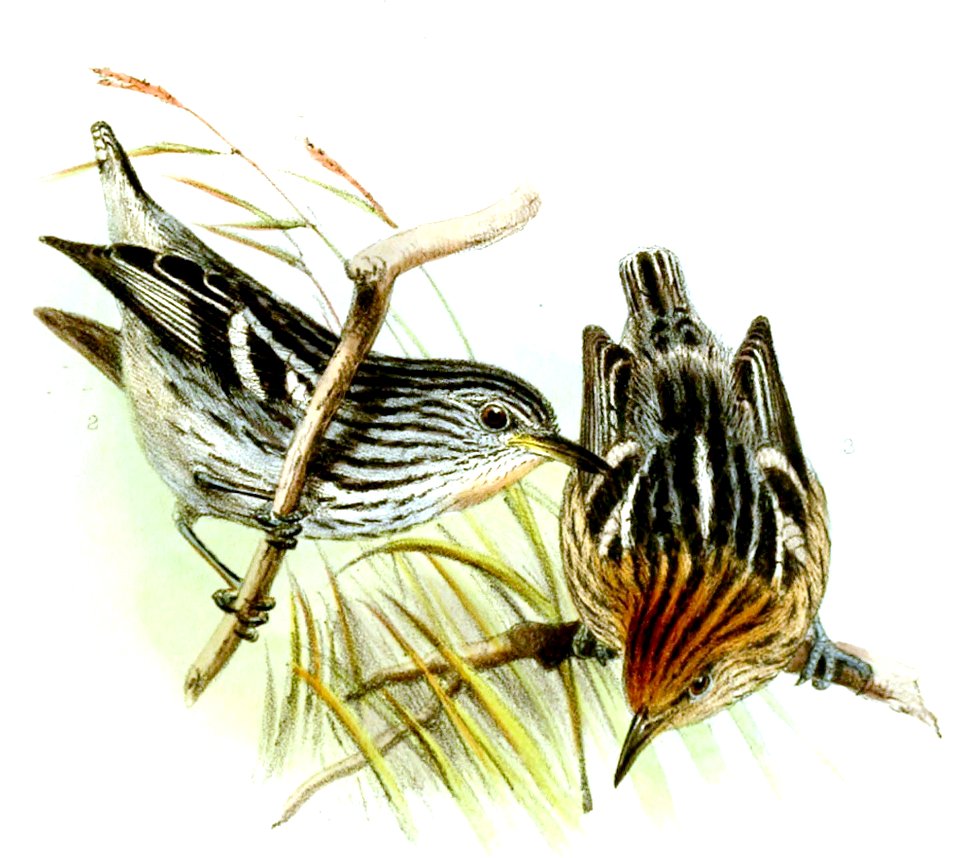 MyrmotherulaMultostriataWolf