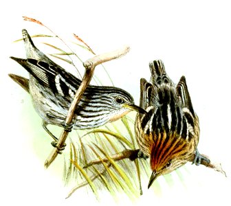MyrmotherulaMultostriataWolf