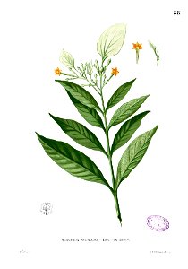Mussaenda grandiflora Blanc1.58