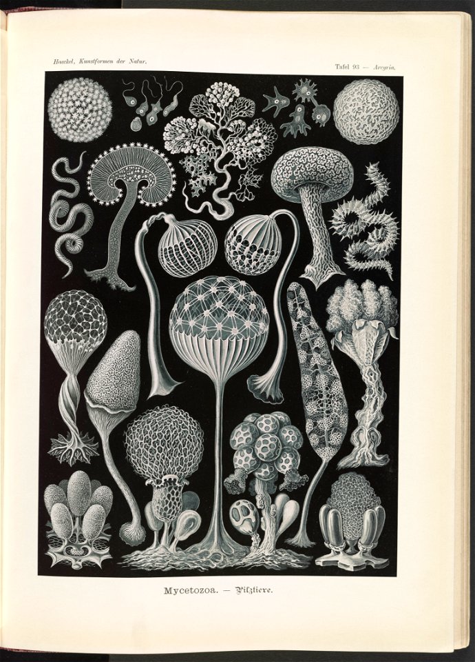 Mycetozoa. - Pilztiere LCCN2015648973