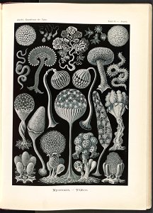 Mycetozoa. - Pilztiere LCCN2015648973