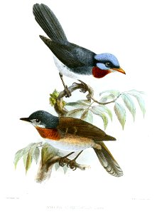 MyiagraAzureocapillaKeulemans