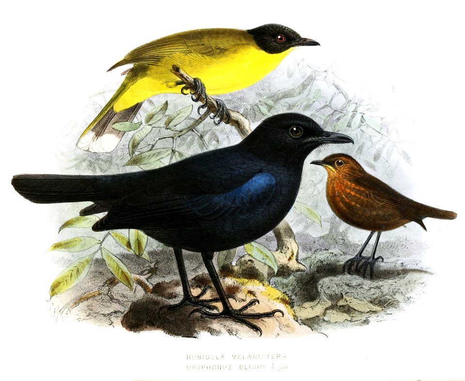 MyophonusBlighiLegge