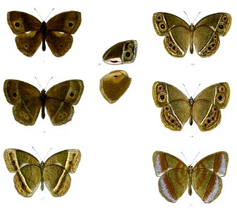 MycalesisMineus 60 1