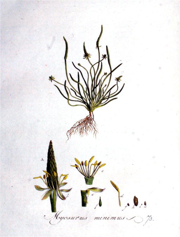 Myosurus minimus — Flora Batava — Volume v1