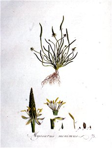 Myosurus minimus — Flora Batava — Volume v1