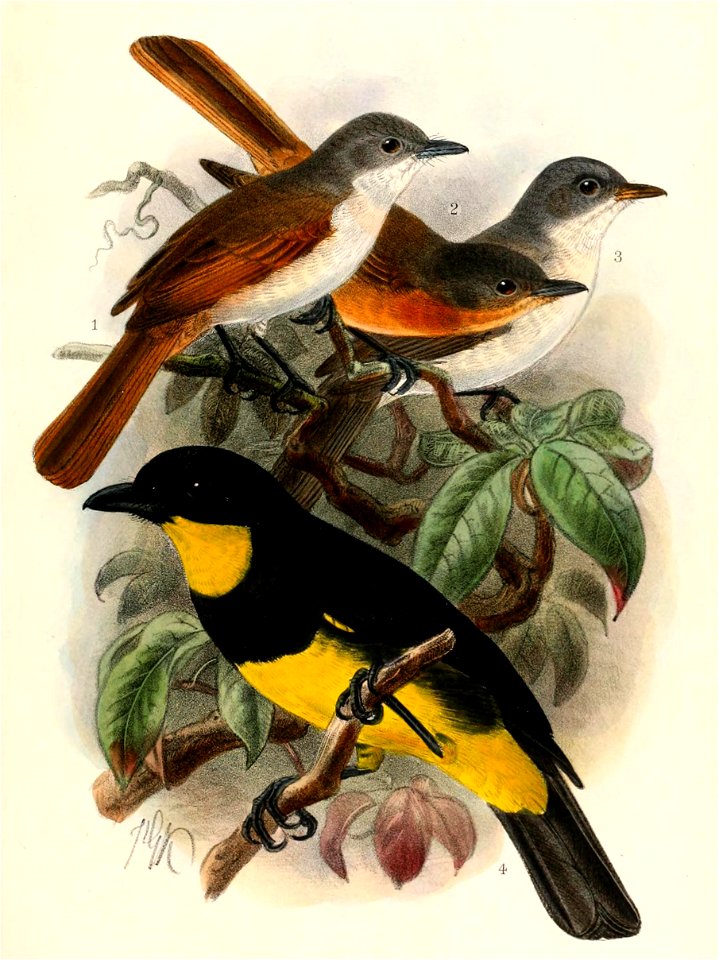 Myiagra ferrocyanea ferrocyanea, Myiagra cervinicauda cervinicauda, Myiagra ferrocyanea feminina, Pachycephala orioloides melanonota 1908