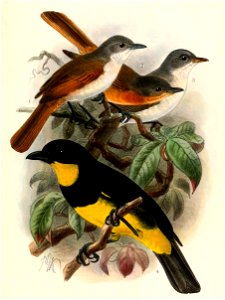 Myiagra ferrocyanea ferrocyanea, Myiagra cervinicauda cervinicauda, Myiagra ferrocyanea feminina, Pachycephala orioloides melanonota 1908