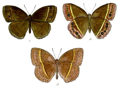 Mycalesis lepcha 68 2