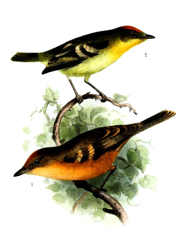 MyiobiusSmit