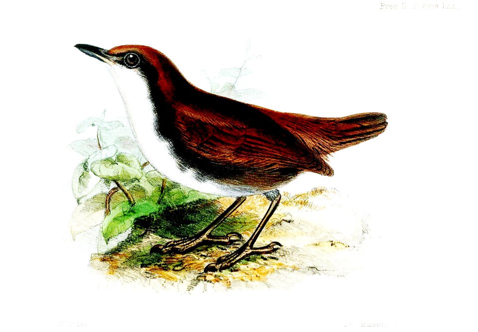 MyrmecizaLeucaspisWolf