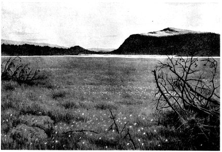 Myren ved sole vatnet - Bog by sun lake