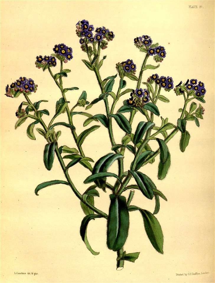 Myosotis azorica Paxton 097