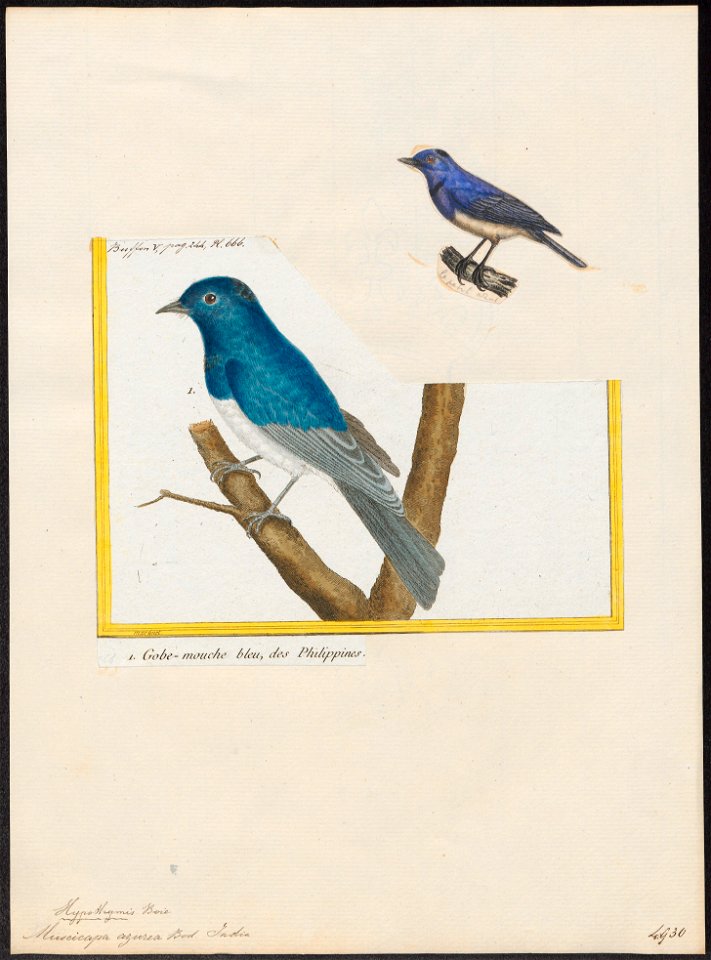 Myiagra azurea - 1700-1880 - Print - Iconographia Zoologica - Special Collections University of Amsterdam - UBA01 IZ16500117