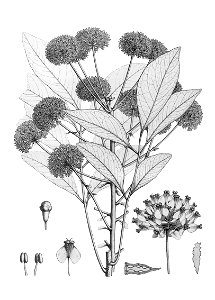 Myodocarpus pinnatus