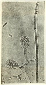 Mycogone spores