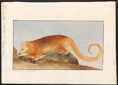 Myrmecophaga didactyla - 1753-1834 - Print - Iconographia Zoologica - Special Collections University of Amsterdam - UBA01 IZA1000208