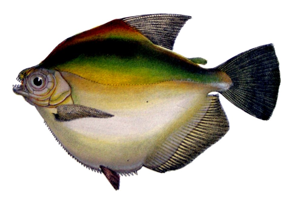 Mylossoma duriventre de Castelnau