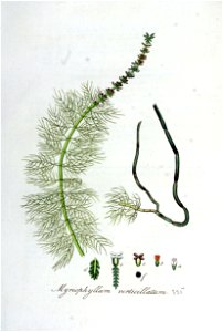 Myriophyllum verticillatum — Flora Batava — Volume v5