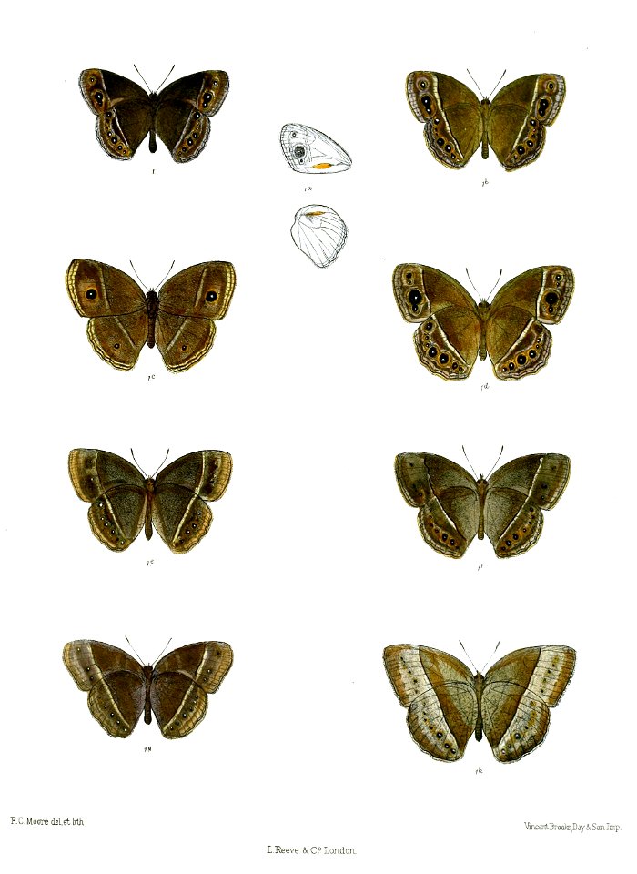Mycalesis visala subdita 65