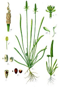 Myosurus minimus Sturm61