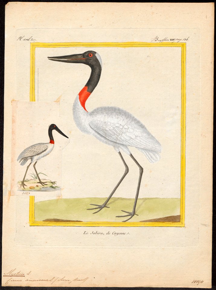 Mycteria americana - - Print - Iconographia Zoologica - Special Collections University of Amsterdam - UBA01 IZ17600049