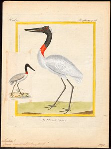 Mycteria americana - - Print - Iconographia Zoologica - Special Collections University of Amsterdam - UBA01 IZ17600049